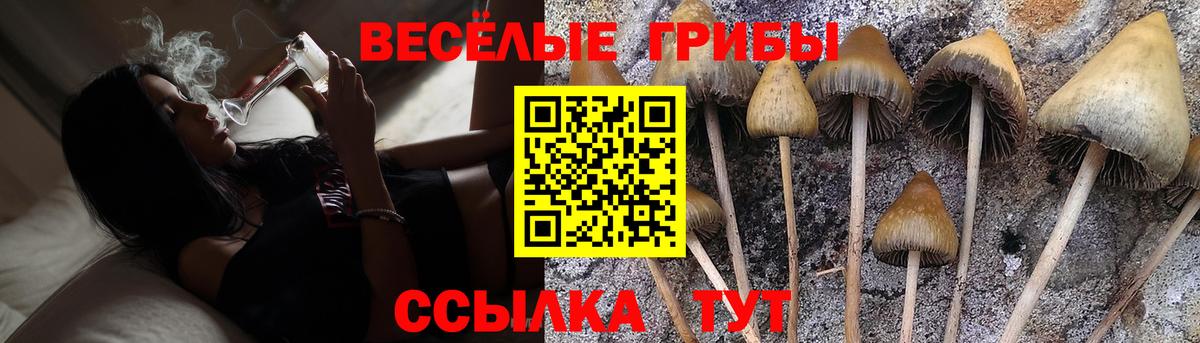 Псилоцибиновые грибы GOLDEN TEACHER  Вход с VPN  наркотики  Тимашёвск 
